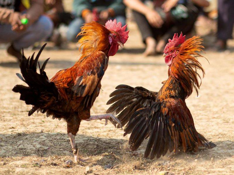 Cách đặt cược và vai trò của “biện”