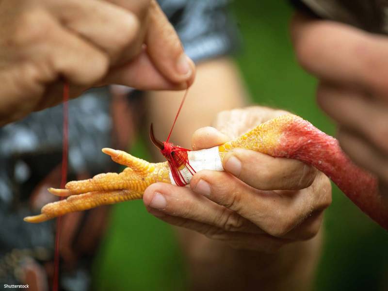 Cách huấn luyện gà đá cựa sắt để có lực đá mạnh