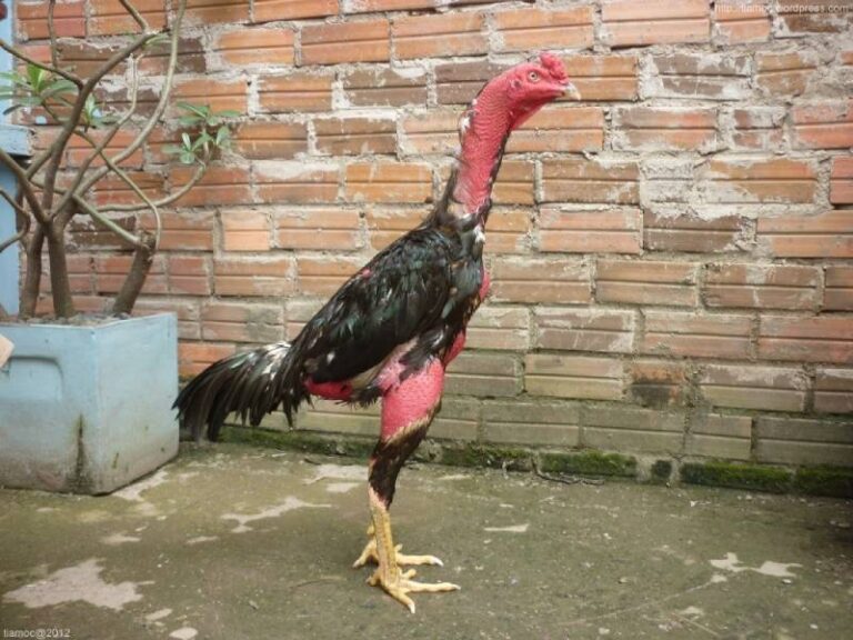 Da Ga Don La Gi Tim Hieu Mon Choi Truyen Thong Dinh Cao