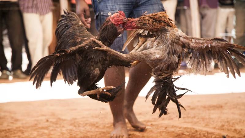 Đá gà Khmer là gì?