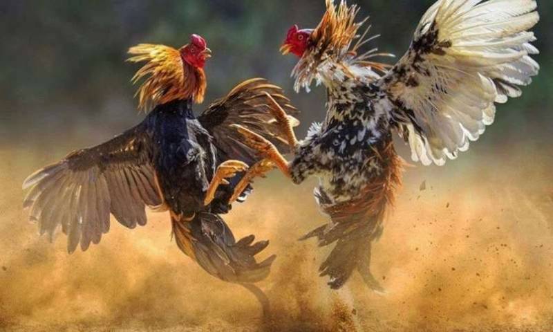 Kết hợp xem ngày với phong độ gà