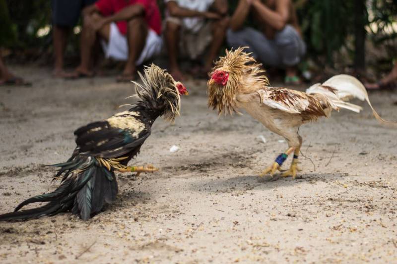 Kinh nghiệm chọn chiến kê thi đấu tại C1 Thomo