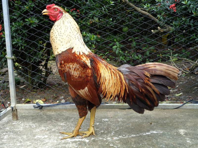 Lông, màu mạng và sự linh hoạt