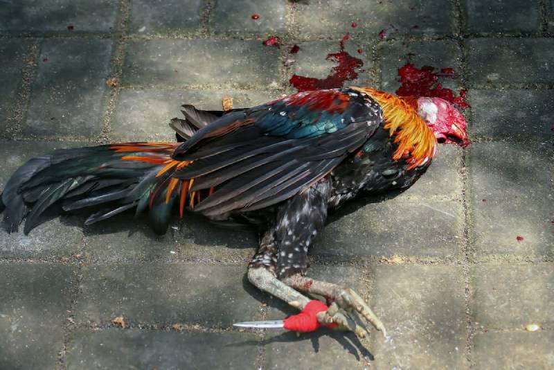 Luật chơi và cách tính thắng thua trong đá gà cựa sắt