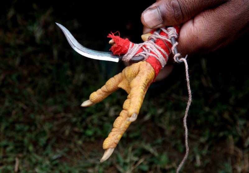 Tại sao cần nuôi gà đá chân mạnh?