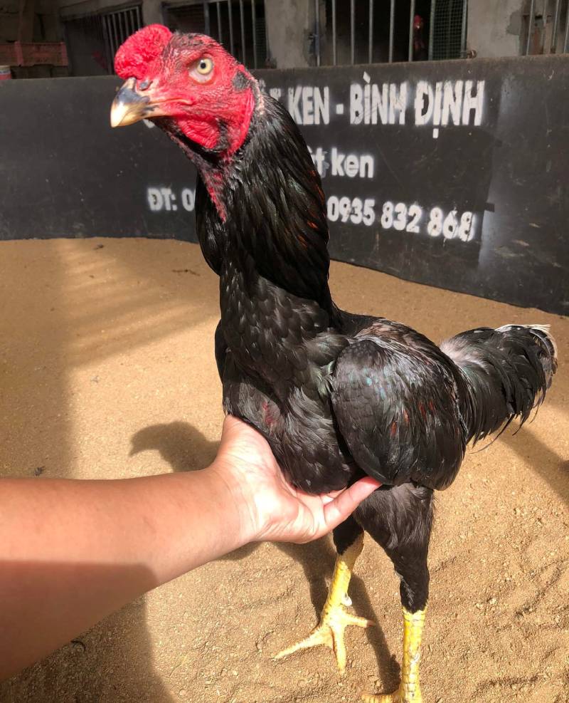 Tướng đầu và mắt gà