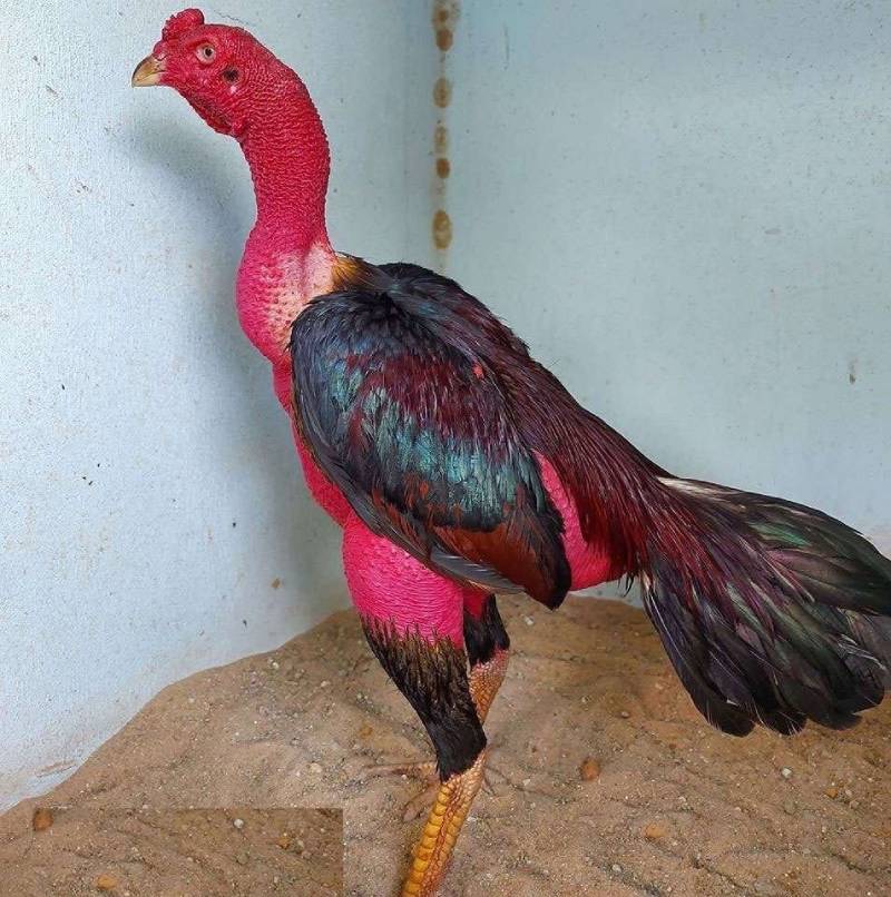 Vì sao cần biết cách nhận diện gà đá hay?